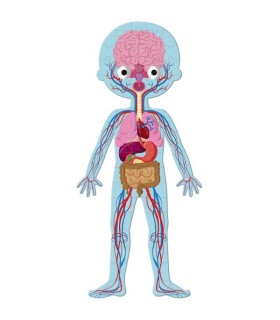 Set 4 Puzzles El Cuerpo Humano Janod órganos
